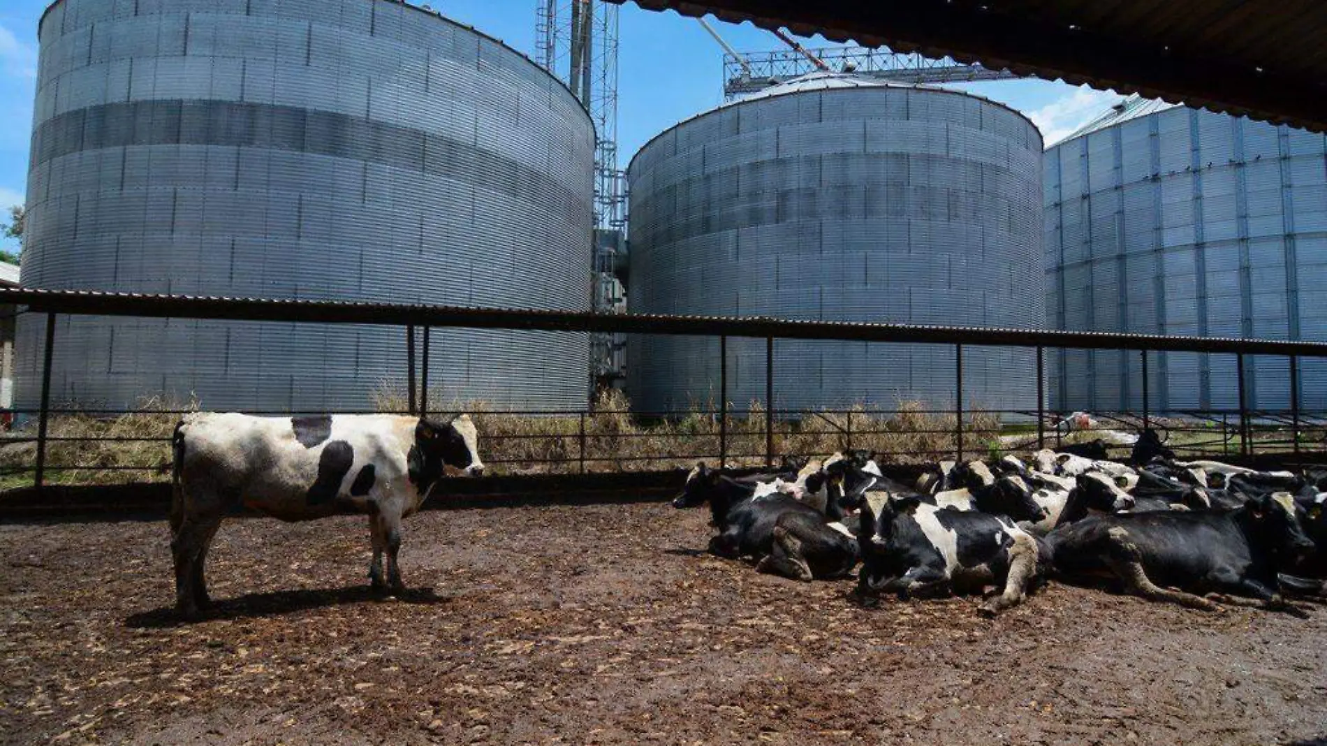 Producción de leche Sader Jalisco